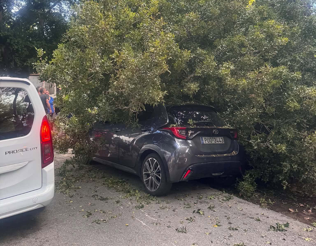 ΚΛΑΔΙ ΔΕΝΤΡΟΥ ΠΛΑΤΑΝΑΚΙΑ